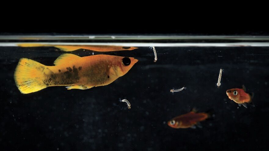 fish in tank asset.jpg